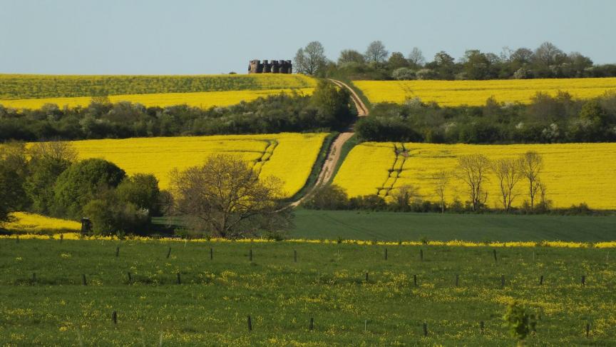 La plantation de haies et d’arbres pour contrer la perte de biodiversité en Wallonie  fait partie des objectifs «très commentés» du gouvernement wallon.