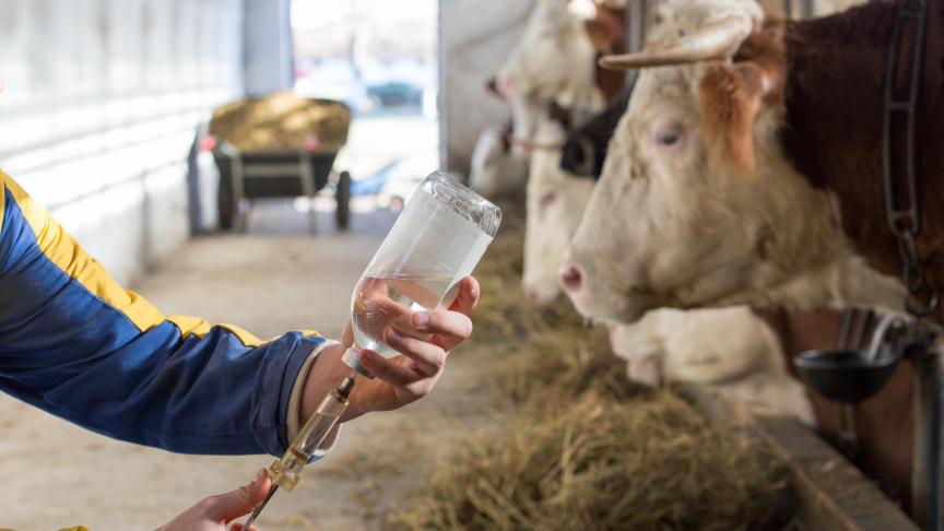 Pour la première fois en 2019, l’AFMPS a transmis à tous les vétérinaires traitant des porcs,  de la volaille ou des veaux de boucherie un rapport leur indiquant la quantité  d’antibiotiques qu’ils avaient prescrits en comparaison avec les autres vétérinaires.