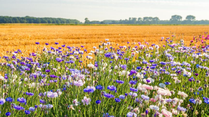 AdobeStock_277170143