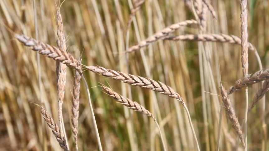 La Commission met notamment en évidence une consommation insuffisante de céréales complètes par les citoyens européens.