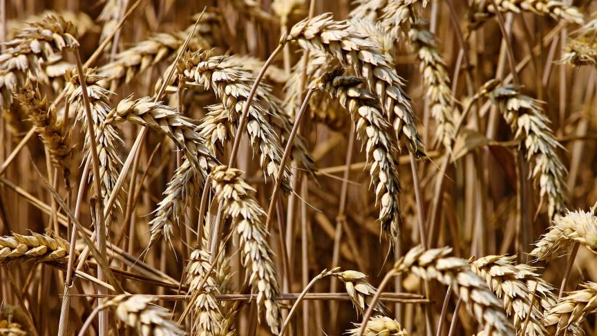 wheat-3524861_1920 (1)