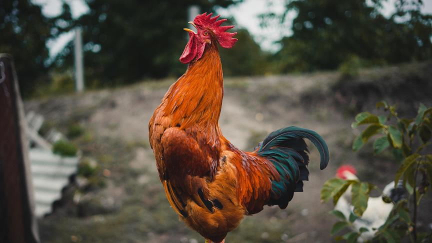 L’idée est de protéger, au nom de ce patrimoine, certains bruits (d’animaux) et odeurs (de fumier par exemple) liés à la vie à la campagne.