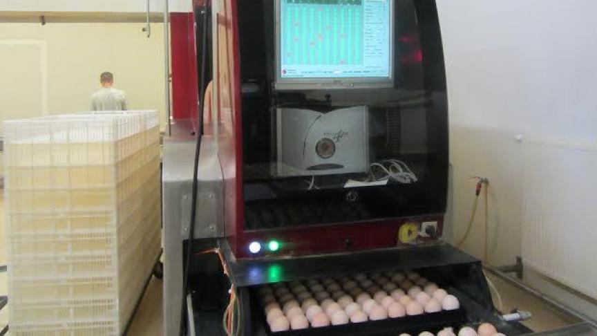 La réduction de la teneur en protéines de la ration alimentaire des grands parentaux et parentaux affecte leur taux de ponte, le poids des œufs et le taux d’éclosion. Par contre, l’humidité de la litière diminue ce qui réduit aussi les lésions aux pattes.