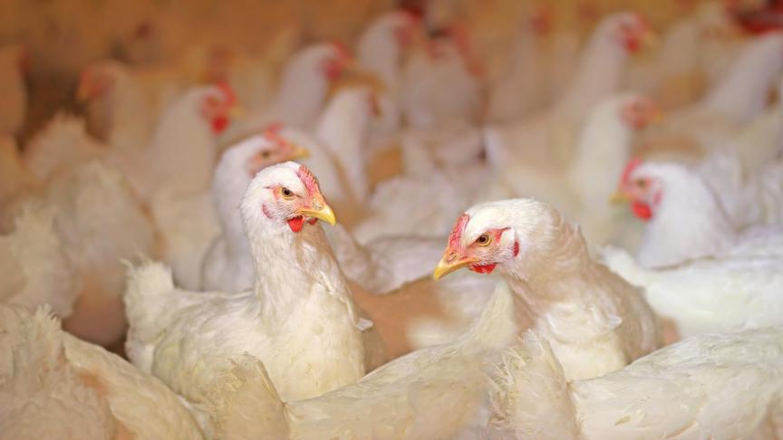 Le poids et l’indice de consommation des poulets de chair mâles issus de parentaux et grands parentaux rationnés en protéines est amélioré par rapport aux poulets dont les parents n’ont pas été rationnés en protéines.