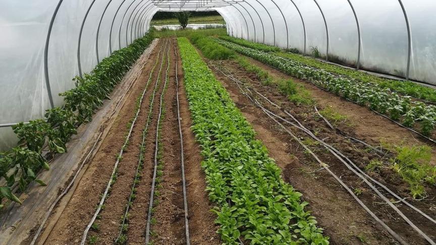 Quelque 350 maraîchers sont actifs dans la production de légumes – plein air et sous abri – pour le marché du frais en Wallonie; dont 50
% exercent le métier à titre principal.