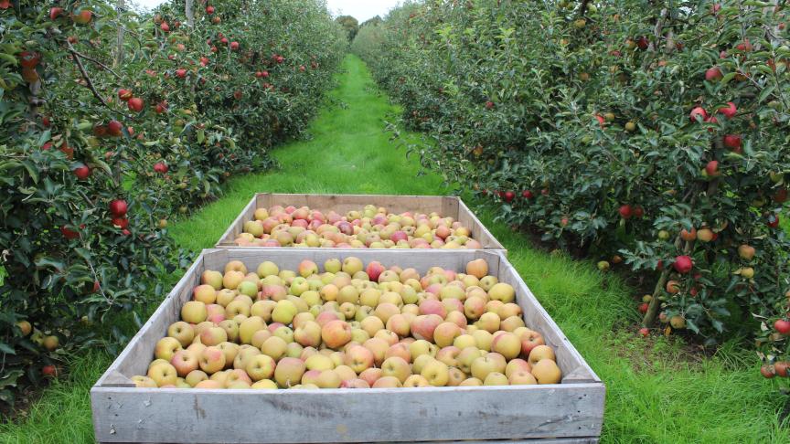 Les cultures fruitières pluriannuelles (vergers basses tiges) sont concernées, de même que les cultures fruitières annuelles (fraises et framboises).