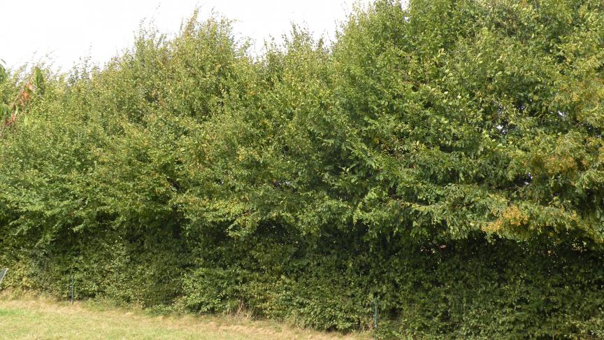 Les experts recommandent une taille tous les 3 ans, ce qui permet à la haie de remplir plus efficacement ses multiples rôles.