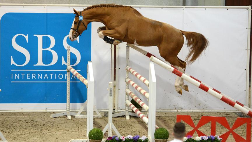 Lingot d’Or de la Petite Hunelle jouera certainement les premiers rôles  dans les compétitions futures.