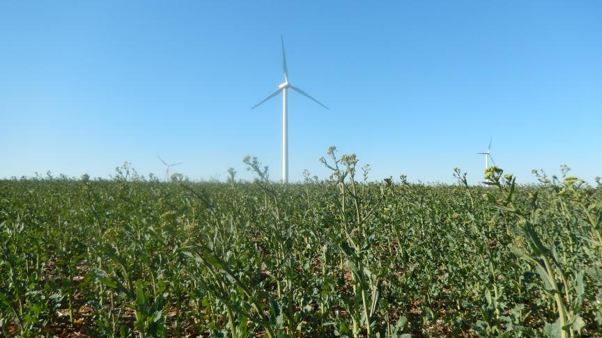Le colza a «filé» à toute allure; sa végétation est maigre car il n'a pas pu être alimenté tôt en azote, à cause des terres inabordables car saturées en eau. C’est un peu l'image générale de la culture, cette année, sauf lorsque les plantes avaient quelques réserves via apport de matière organique avant le semis ou qu'elles avaient reçu de l'azote fin février (extrêmement rare). Et maintenant, le ciel est bleu et les éoliennes tournent à plein régime avec ce vent d'est; on voit aussi les plantes de colza penchées à cause de ce vent. Les insectes se cachent comme nous, confinés dans le colza ou ailleurs!