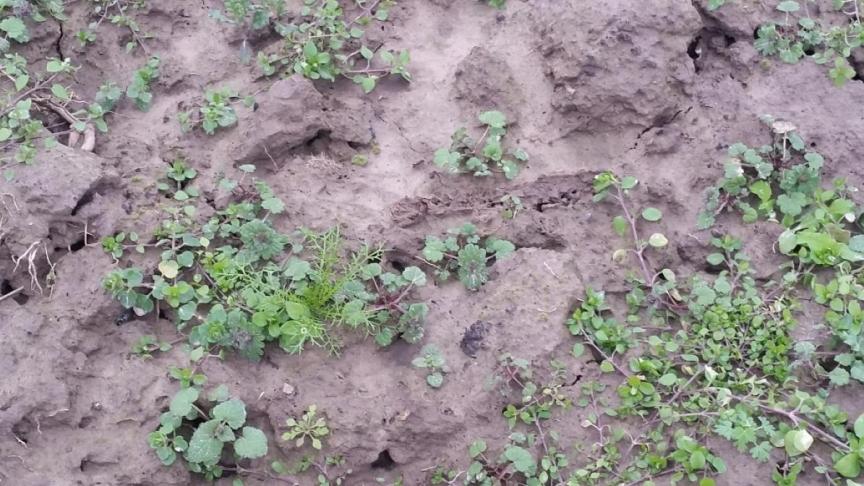 Il convient de désherber les labours reverdis car les traitements Far réalisés après le semis de la betterave ne permettront pas de maîtriser des adventices déjà trop développées.