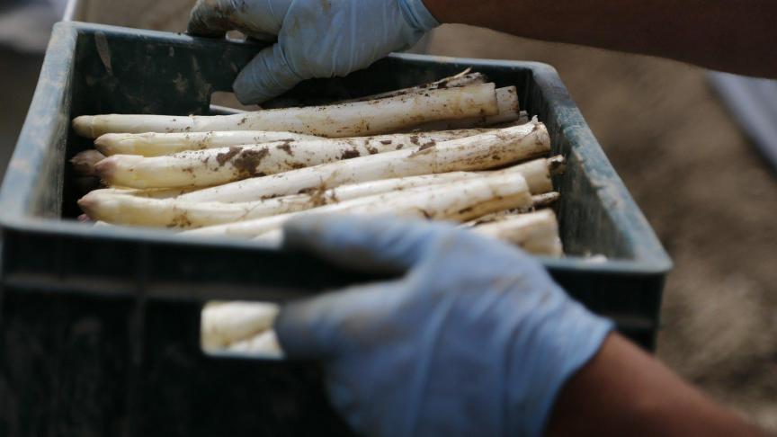 Près de 300.000 saisonniers étrangers viennent habituellement renforcer chaque année ses exploitations allemandes totalement dépendantes de cette main d'œuvre. Notamment pour le secteur maraîcher.