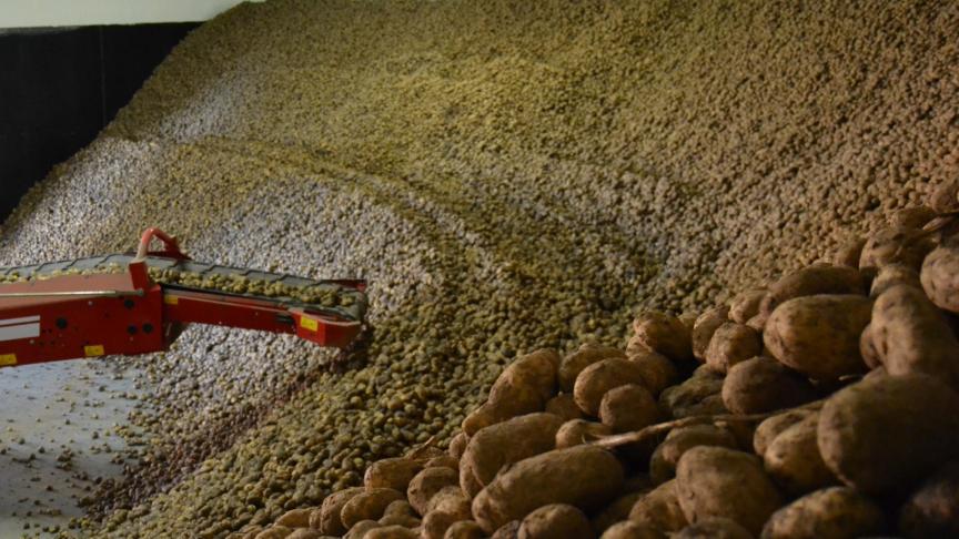 Selon Belpotato, les producteurs orientés vers la longue conservation seront certainement confrontés à des pertes importantes.