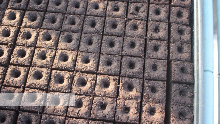 Les mottes pressées sont préparées et peuvent acceuillir des graines ou des plantules venant la terrine de semis.