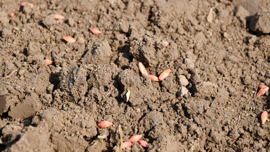 Les récoltes d’orge brassicole de printemps sont attendues en hausse cette année; les pluies ont en effet perturbé les semis d’hiver dans l’Union européenne. Problème: le confinement fait craindre un recul de la consommation de bière, qui se traduit déjà par un écart de prix très faible avec les orges fourragères.