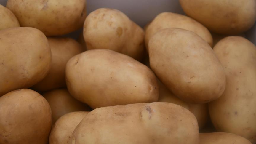 Un volume considérable de tubercules est privé de débouchés.