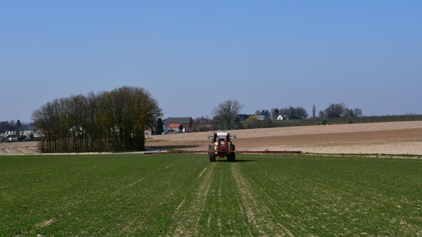 Les froments d’hiver de mi-octobre sont au stade fin-tallage et ceux de mi-novembre sont au stade plein tallage.