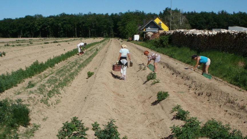 Quelque 40.000 saisonniers étrangers pourront travailler dans les exploitations agricoles allemandes durant ces mois d’avril et mai afin de combler les carences en main-d’œuvre.