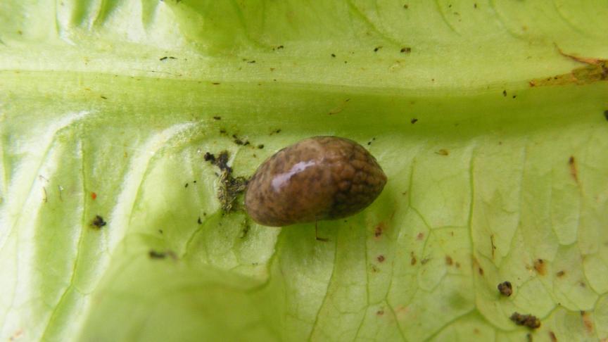 Limace grise (Deroceras reticulatum) sur laitue.