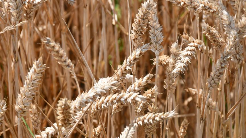 La Russie prévoit de remettre jusqu'à 1,5 Mt de céréales sur le marché intérieur pour calmer les tensions dans l’approvisionnement provoquées par la pandémie.