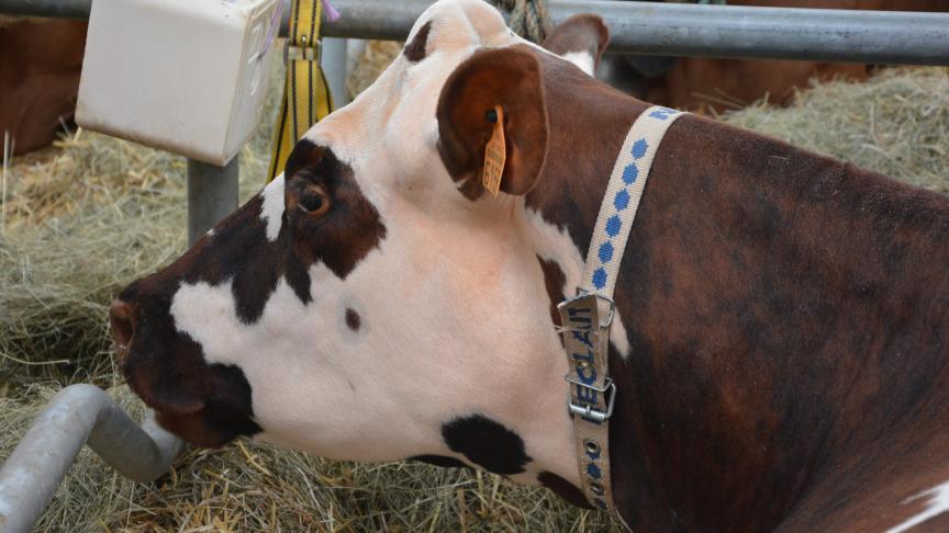 La vente de lait cru au consommateur final est aujourd’hui possible en France sur simple déclaration du producteur, en ordre sur le plan sanitaire.