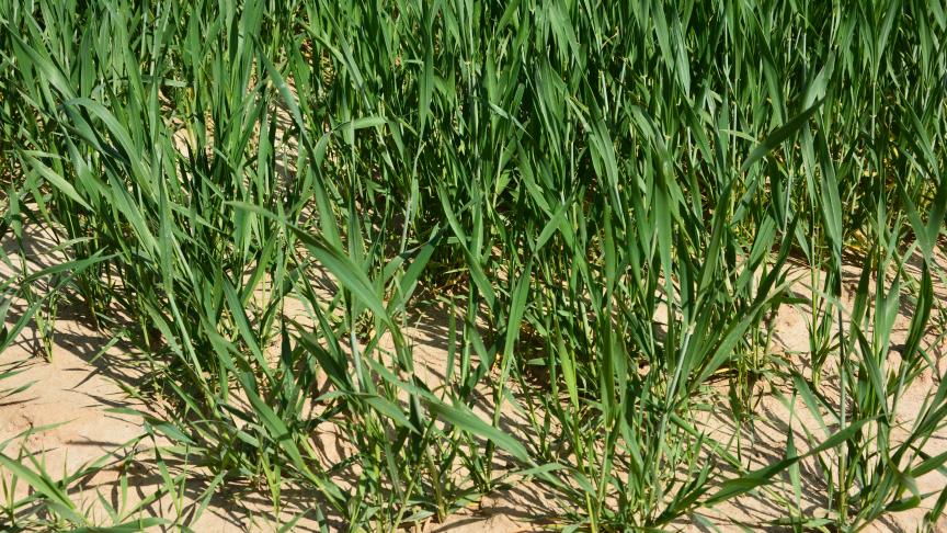 Cela fait bien longtemps que nos voisins français auront à récolter aussi peu de blé que cette année, en termes de surface.