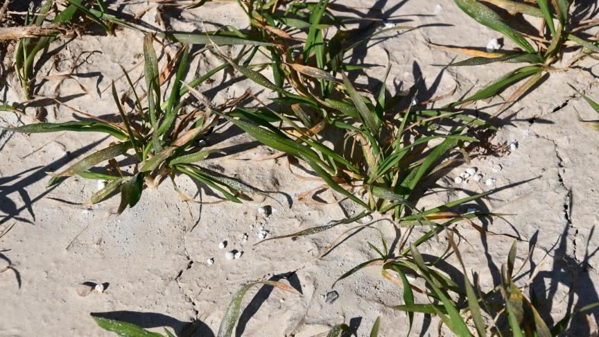 Les conditions actuelles permettent d’écarter l’idée d’un quelconque traitement fongicide en froment cette semaine.