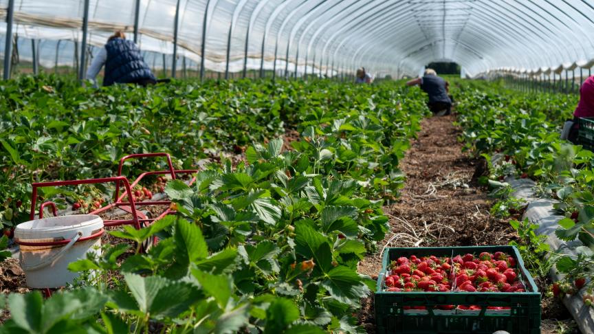 Face au manque de main-d’œuvre saisonnière, la plateforme « Jobs Easy-Agri »  a été créée afin de mettre en relation des candidats pour le travail saisonnier  avec des producteurs qui se retrouvent actuellement démunis de forces de travail.