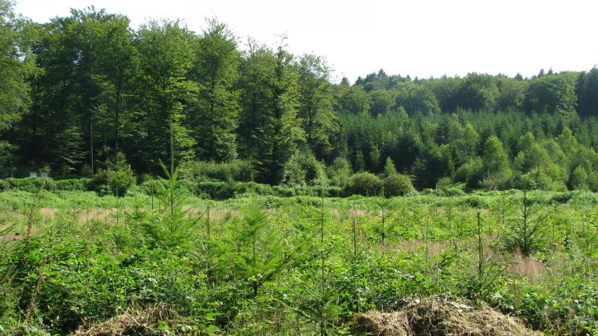 Ces fonds doivent soutenir des actions notamment dans le domaine des ressources naturelles, des énergies renouvelables, de l’innovation...