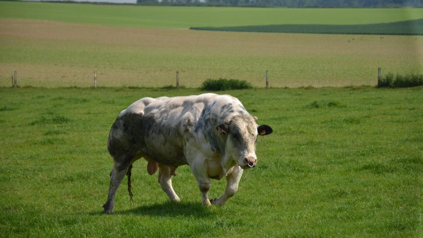 Pour soutenir la productivité de ses animaux, il est important de choisir des variétés prairiales productives mais également adaptées à ses terres.
