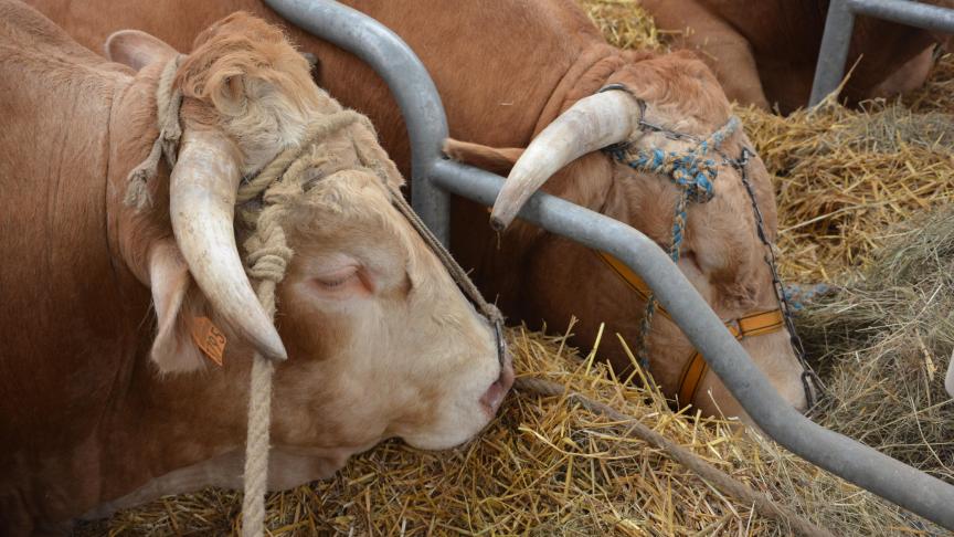 L’organisation syndicale française demande pour les producteurs de viande bovine une revalorisation d'un euro le kilo, soit une hausse théorique du prix au consommateur de 15 centimes d’euro par steak.