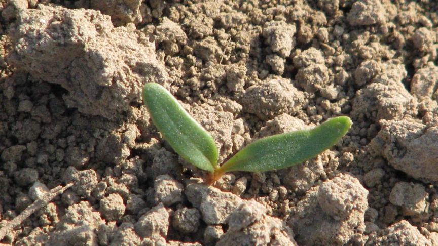 L’Irbab recommande de réaliser le premier passage herbicide à doses réduites Far, tôt le matin pour profiter d’une humidité relative suffisante, en vue de la bonne efficacité.