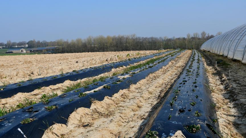 Comme bien d’autres observateurs, le Commissaire européen constate «les failles de notre agriculture et de notre système de production alimentaire» avec une distance toujours accrue entre la ferme et la fourchette. Il dit «espérer pouvoir compter sur une réforme verte de la pac pour améliorer la résilience de l’agriculture»...