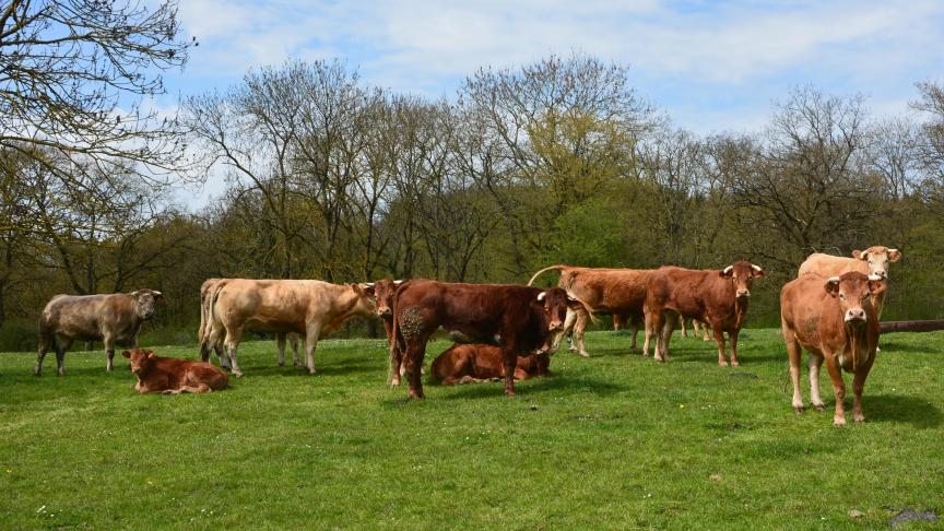 Dans une déclaration commune, les ministres de l'Agriculture de l'UE ont encore enjoint le 17 avril la Commission européenne à activer en urgence des mesures supplémentaires dans le cadre de la pac pour soutenir les secteurs les plus affectés par la pandémie.