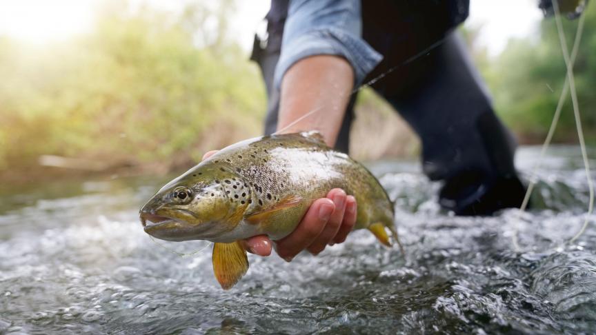 AdobeStock_270746998