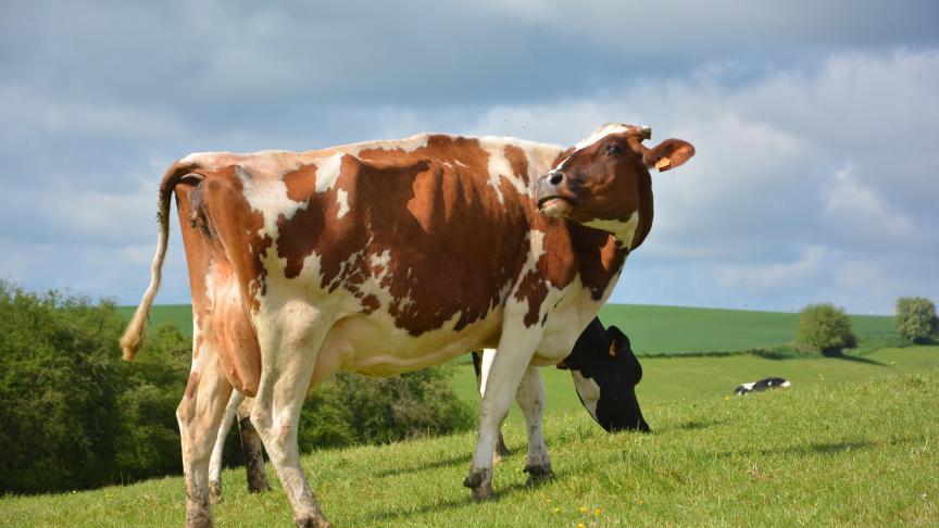 Pour les produits laitiers, la Commission propose des volumes à retirer temporairement du marché avec une répartition, provisoire, par État membre.