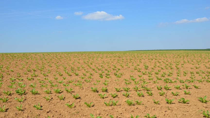 La Commission prévoit une légère diminution de la production et de la consommation de sucre, dans ses perspectives agricoles à court terme.