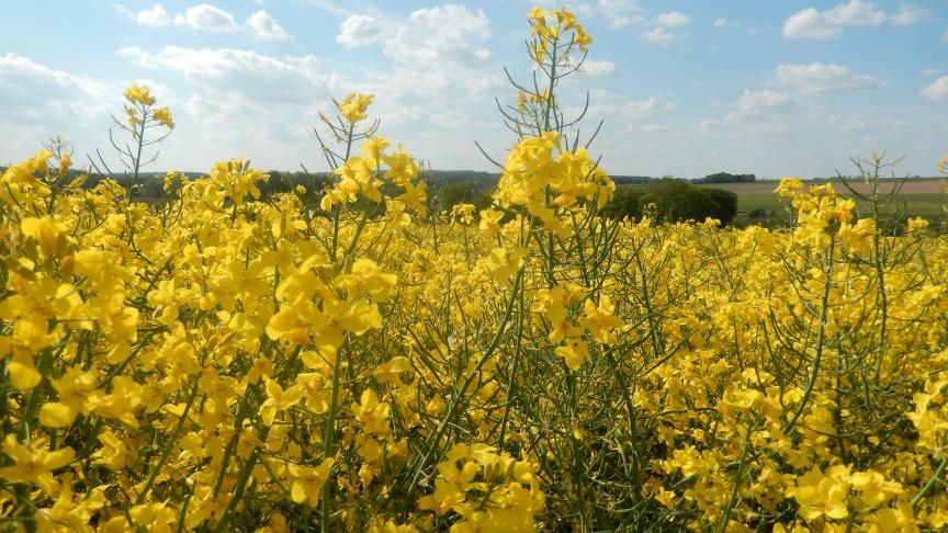 Des fleurs et des siliques! La floraison aura bénéficié d’un ensoleillement record, mais connu aussi des températures extrêmes (gel nocturne et températures supérieures à 20°C).