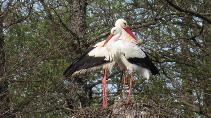 Le deuxième couple a pris possession du tronc d’un vieux peuplier qui a perdu toute sa cime sous l’effet de l’âge et du vent. Une très belle plateforme pour établir son nid.