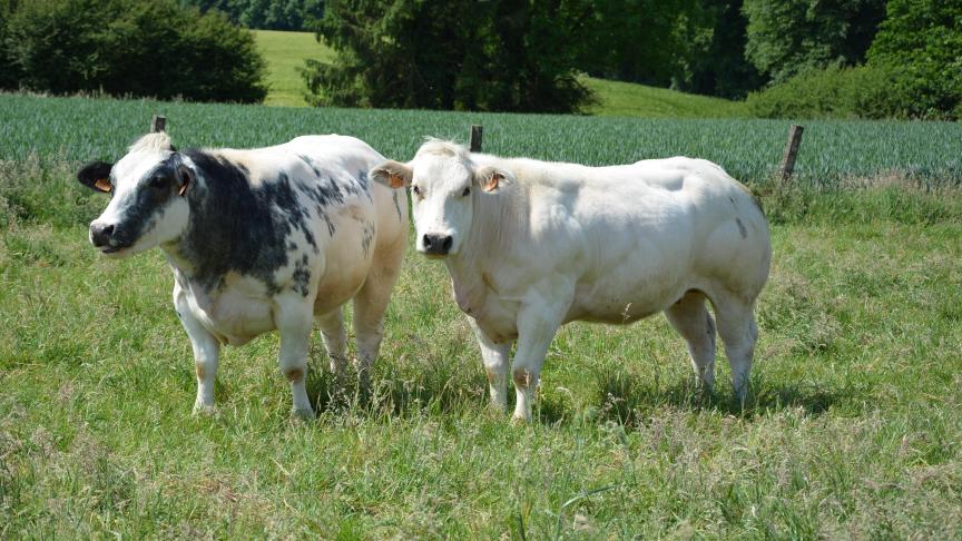 Dans ses discussions avec le Mexique, la Commission européenne a accepté des contingents d’importations annuels de 20.000
t de viande bovine à droits de douane réduits.