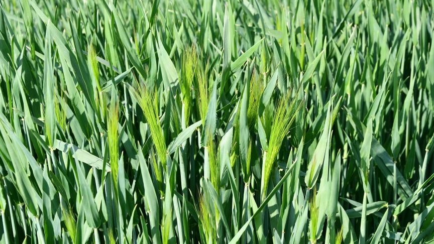 Les premières barbes étaient de sortie, début de semaine, dans les variétés d’escourgeon les plus précoces.