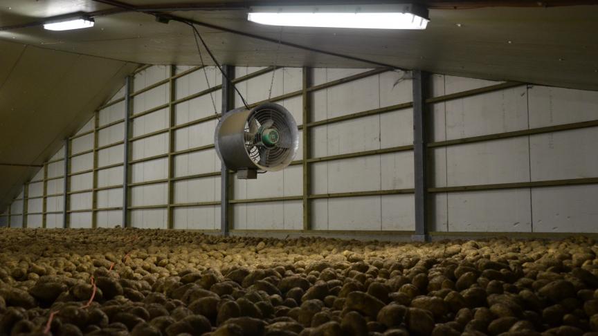 Il n’est pas facile de dégager des conclusions sur l’ampleur des stocks au 1
er
 avril, vu le trouble jeté par le Covid-19. Les chiffres confirment cependant la domination absolue de Fontane et la quasi disparition de Bintje dans les hangars de fin de saison.
