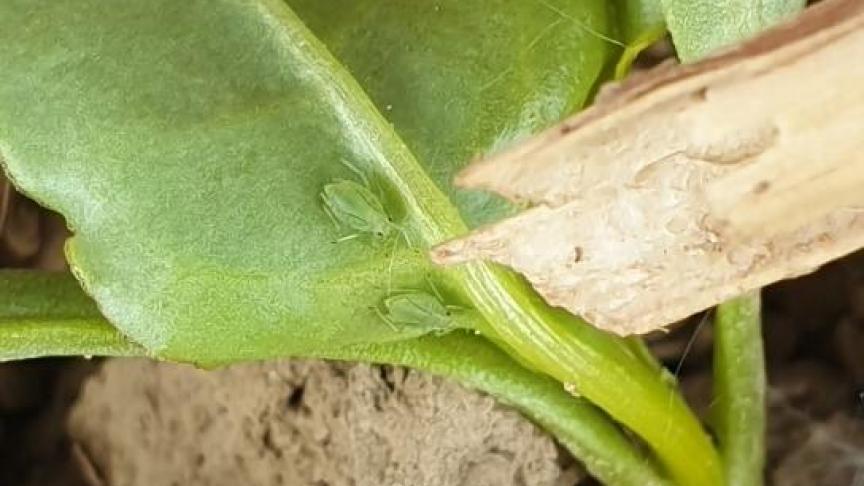 Attention aux pucerons verts aptères! Le seuil nécessitant une intervention est de 2 individus par 10 plantes. Il est atteint dans plus de la moitié des parcelles suivies par l’Irbab.