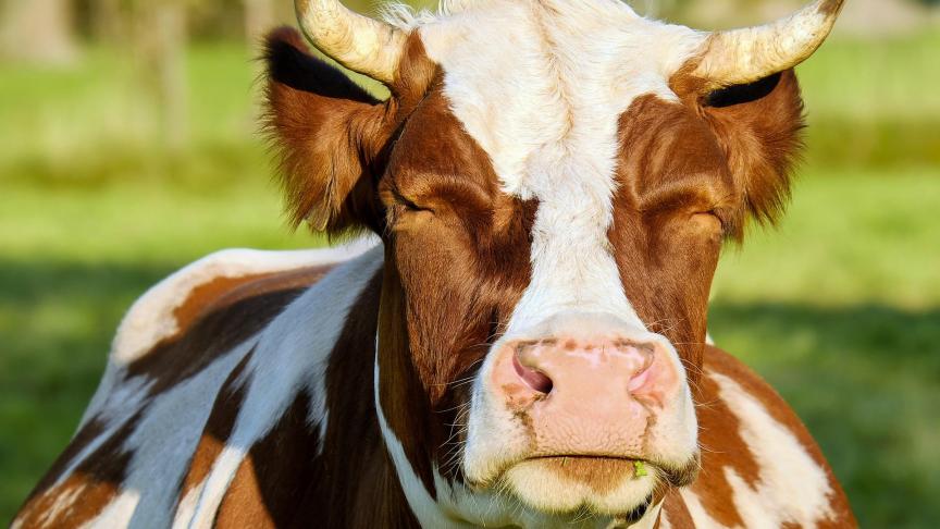cow-2783568_1920