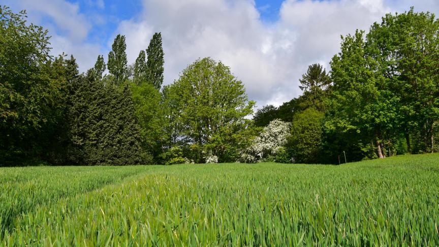 Les parcelles d’escourgeon sont le plus souvent à l’épiaison.