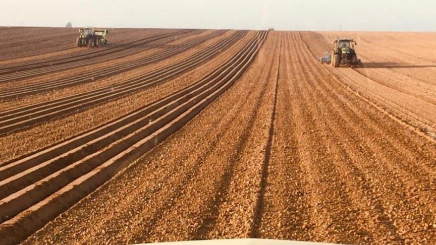 La seule solution aurait été de planter beaucoup moins. Cependant, les champs étaient déjà loués, les contrats signés, les plants de pommes de terre étaient déjà achetés ou livrées,
 et les plantations ont commencé à la fin du mois de mars, la plupart du temps trop tard 
pour réduire suffisamment les surfaces.