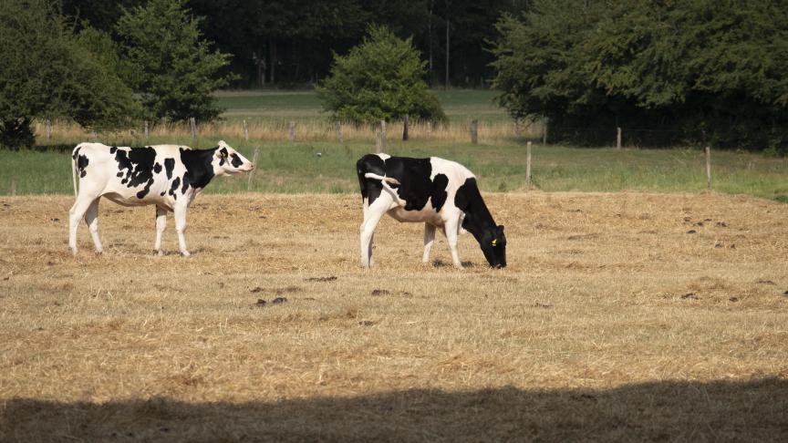 Le bénéficiaire disposera d’un délai de trente jours ouvrables à dater de la réception de la proposition d’indemnisation pour confirmer ou refuser ladite proposition.