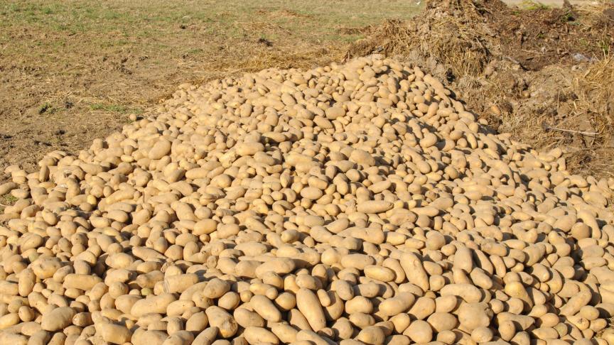 Belpotato.be estime que 750 000 tonnes de pommes de terre destinées à la transformation industrielle ne trouveront pas de débouchés. Cela représentent une perte de 125 millions d'euros pour les producteurs de pommes de terre.