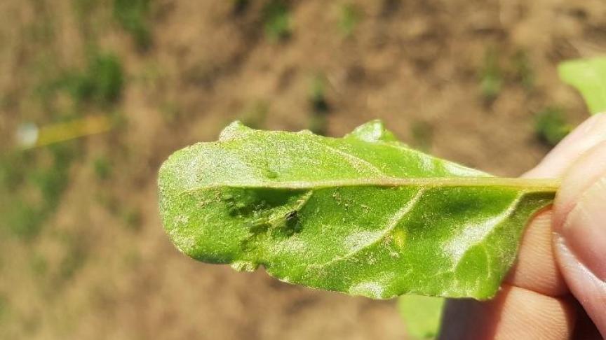 La pression des pucerons verts en betterave demeure élevée.