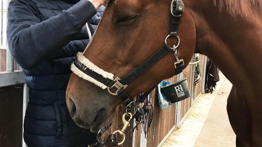 Jan a eu la chance d'acquérir de l'expérience avec  les poneys et les chevaux dès son plus jeune âge  dans les Ecuries  De Withoeve,  un grand nom  dans les sports équestres.