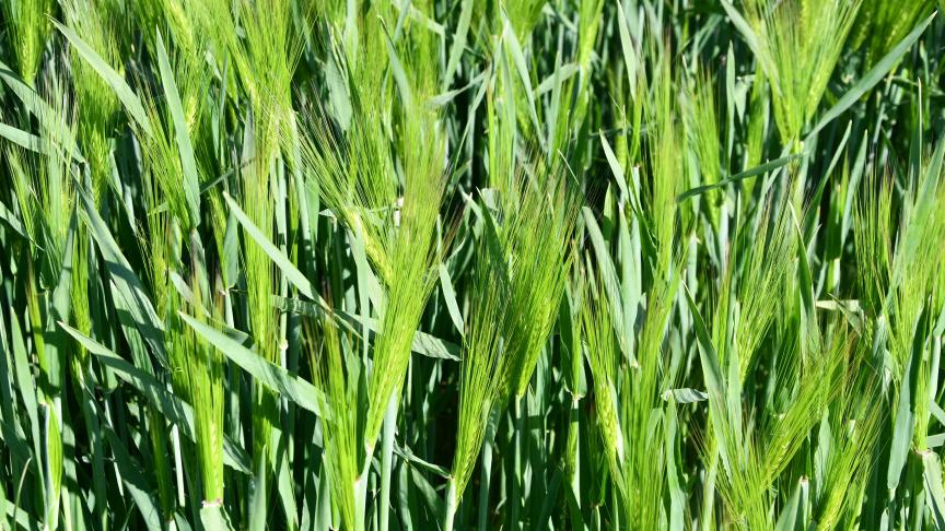 Le temps sec domine dans l’ouest de l’Europe depuis la mi-mars. D’où la révision à la baisse des perspectives du Conseil international des céréales.